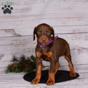 Julia, Doberman Pinscher Puppy